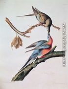 Passenger Pigeon, from 'Birds of America' - John James Audubon