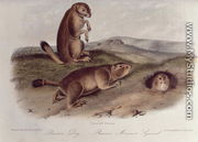 Prairie Dog from 'Quadrupeds of North America', 1842-45 - John James Audubon