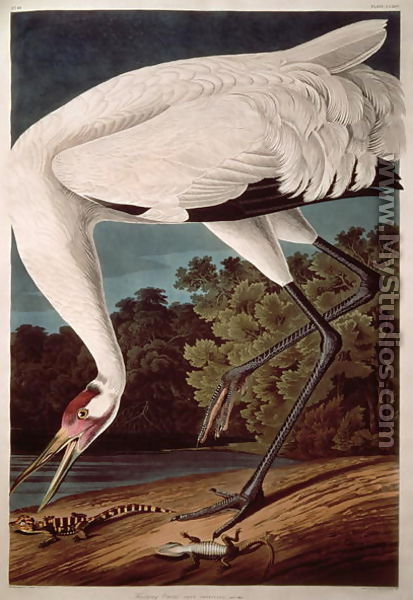 Whooping Crane, from 