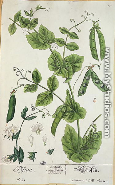 Pea, plate from 