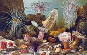 Sea Anemones, from a Hungarian natural history book, c.1900 - Alfred Brehm
