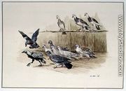The Jackdaw and the Doves - Randolph Caldecott