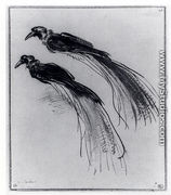 Two Studies Of A Bird Of Paradise - Rembrandt Van Rijn