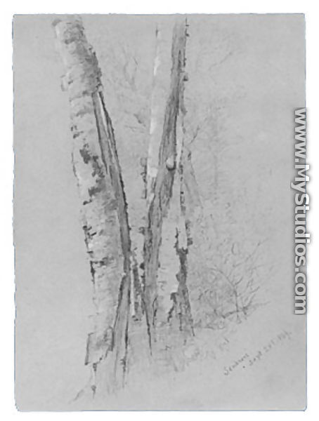 Study of Birch Trunks (Scribners