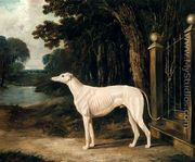 Vandeau, A White Greyhound - John Frederick Herring Snr