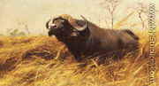 An African Buffalo - Wilhelm Kuhnert