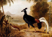 The Fire Pheasant Of The Island Of Java - William Daniell, R. A.