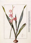 Gladiolus Merianus - Pierre-Joseph Redouté