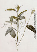 Maranta Arundinacea (or Arrowroot) - Pierre-Joseph Redouté