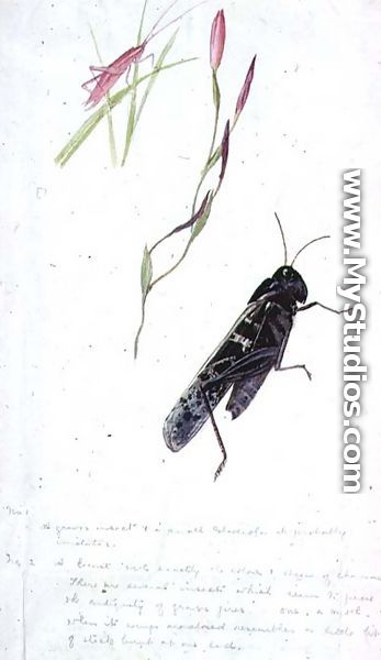 South African Insects - Stephen Briggs Carlil
