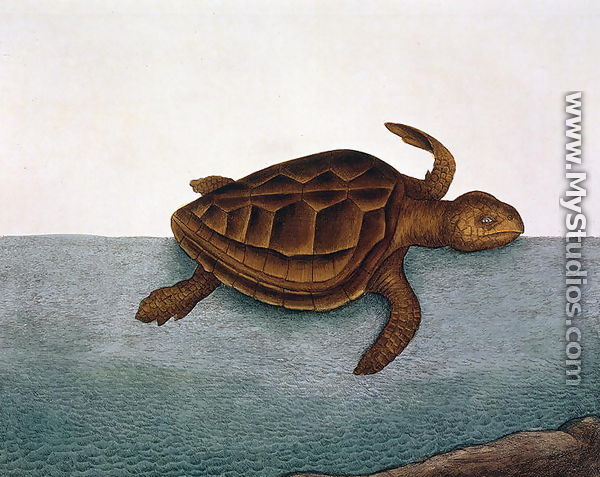 estudo marina (Loggerhead Turtle) plate 40 from Vol 2 of 