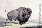 A Buffalo bull grazing - George Catlin