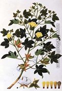 Gopypium Arboreum or Cotton Plant, c.1805-18 - Chinese School