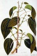 Piper Betal, from 'Fifty-Five Drawings of Medicinal Plants of Malacca, Volume 1', c.1805-18 - Chinese School