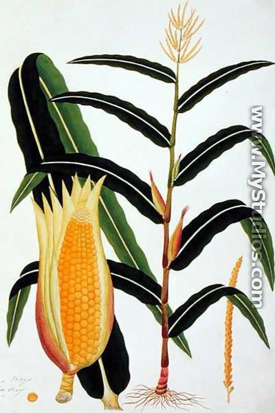 Jagong or Indian Corn, from 