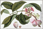 Eugenia or Jamboo Teloie poote, from 'Drawings of Plants from Malacca', c.1805-18 - Chinese School
