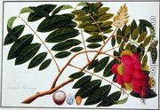 Sangole latong, from 'Drawings of Plants from Malacca', c.1805-18 - Chinese School