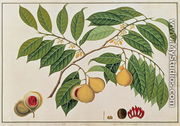 Booa Palla or Nutmeg, from 'Drawings of Plants from Malacca', c.1805-18 - Chinese School