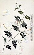 Jasminium grandiflorum, from 'Drawings of Plants from Malacca', c.1805-18 - Chinese School
