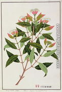 Boongo Chinkie (Malay), Eugenia Caryophyllatallen or Clove, from 'Drawings of Plants from Malacca', c.1805-18 - Chinese School