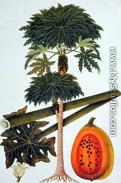 Papaya, The Papau or Caica Papaya, from 