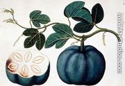 Mendickay or Water Melon, from 'Drawings of Plants from Malacca', c.1805-18 - Chinese School