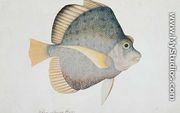 Eekan Dawon Baroo, from 'Drawings of Fishes from Malacca', c.1805-18 - Chinese School