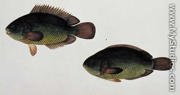 River Fish, Eekan Beto, from 