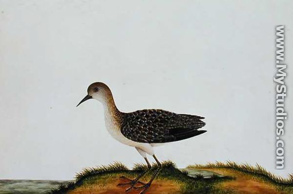 G. Plover Bird, from 