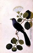 Booah Piedada, Boorong Boobote, from 'Drawings of Birds from Malacca', c.1805-18 - Chinese School