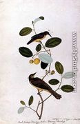 Buah Biedara, Bourong Muba, Bourong Cherchap, from 'Drawings of Birds from Malacca', c.1805-18 - Chinese School