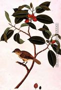 Boorong Siearas, from 'Drawings of Birds from Malacca', c.1805-18 - Chinese School