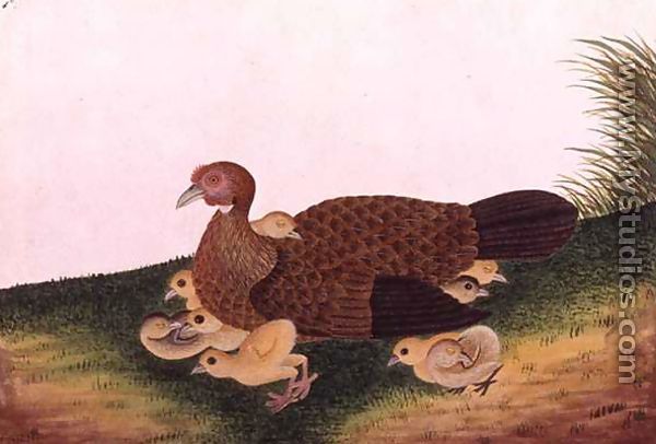 Jangle Hen with her chickens, from 