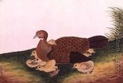 Jangle Hen with her chickens, from 'Drawings of Birds from Malacca', c.1805-18 - Chinese School
