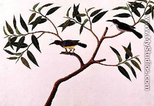 Humming Bird, Boorong cherichap, from 