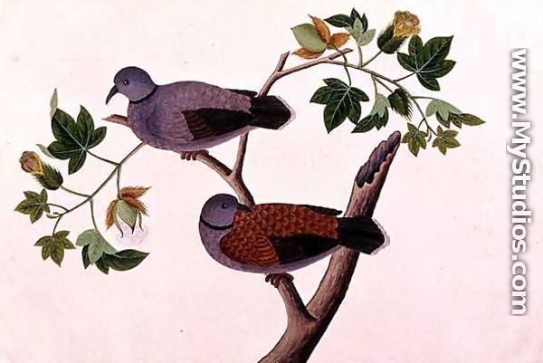 Birds in a tree, from 