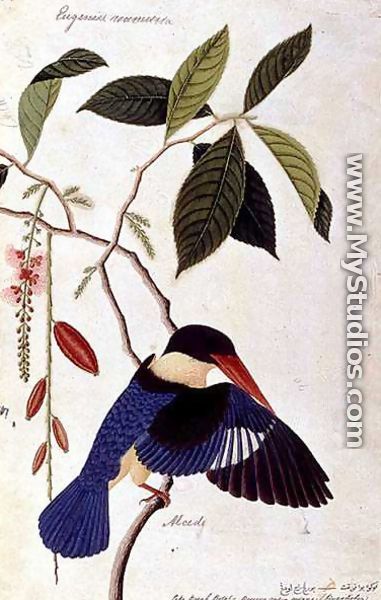 Kingfisher or Alced, Poko Booah Pootal, Boorong radja oodang, from 