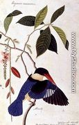Kingfisher or Alced, Poko Booah Pootal, Boorong radja oodang, from 'Drawings of Birds from Malacca', c.1805-18 - Chinese School
