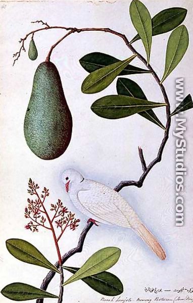 Java Dove or Boorah Poutaran, from 