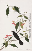 Booring Janke-chee Gutah, from 'Drawings of Birds from Malacca', c.1805-18 - Chinese School