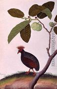Booah Tumpang, from 'Drawings of Birds from Malacca', c.1805-18 - Chinese School