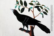 Black Bird, from 'Drawings of Birds from Malacca', c.1805-18 (1) - Chinese School