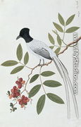 Bua Redang Boorong cha-wie, from 'Drawings of Birds from Malacca', c.1805-18 - Chinese School