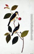 Bua Rocam, from 'Drawings of Birds from Malacca', c.1805-18 - Chinese School