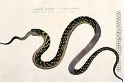 Large snake eating another, from 'Drawings of Animals, Insects and Reptiles from Malacca', c.1805-18 - Chinese School