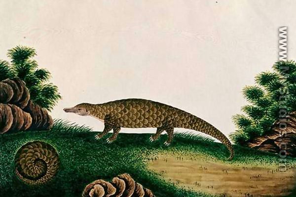 The Pangolin of Malacca, Tingieling (Malay) from 