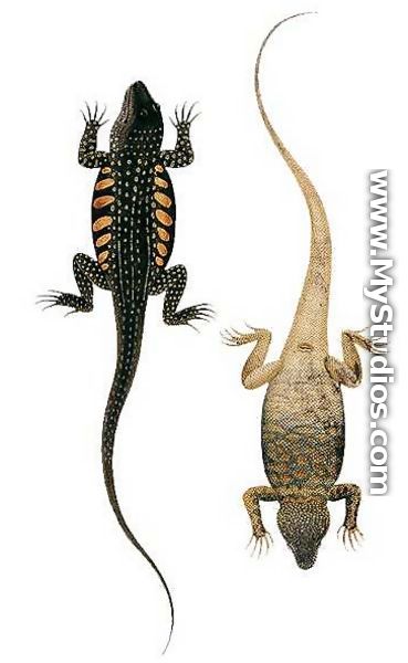 Reptiles, from 
