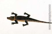 Boo-ay-ah Alligator, from 'Drawings of Animals, Insects and Reptiles from Malacca', c.1805-18 - Chinese School