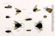 Bilalang Gambur, Cicada, Koombang Kerbo, Koombang Gajah, Scaraboeus Beetle, Ucanucang, from 'Drawings of Animals, Insects and Reptiles from Malacca', c.1805-18 - Chinese School