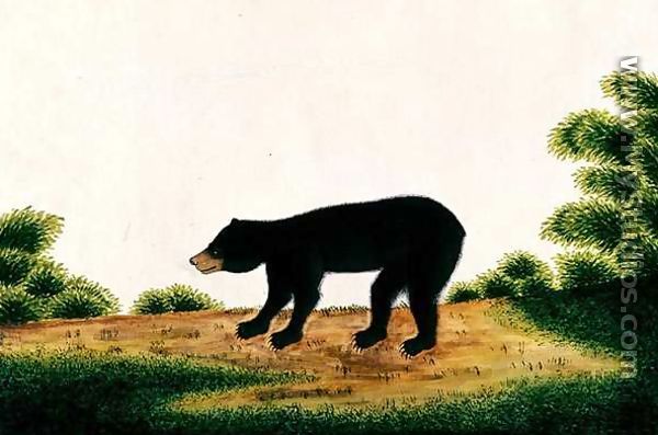 Bear, Broo-ang, from 